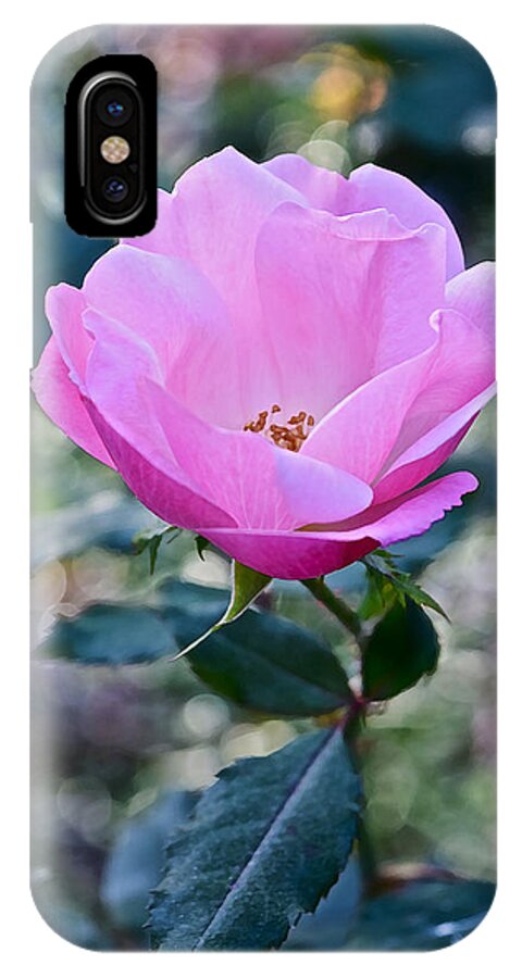 Rose iPhone X Case featuring the photograph 2015 After the Frost at the Garden Pink Rose by Janis Senungetuk
