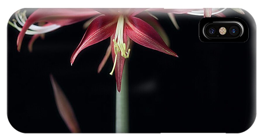 Flower iPhone X Case featuring the photograph Amaryllis 'Quito' #4 by Ann Jacobson