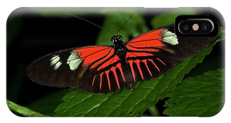 Doris Longwing Butterfly iPhone X Case featuring the photograph Doris Longwing Butterfly #3 by JT Lewis