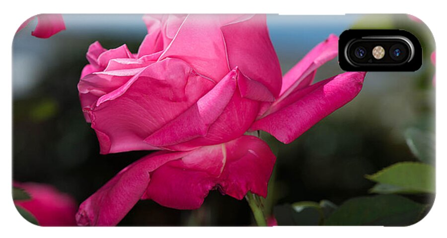 Rose iPhone X Case featuring the photograph Pink Rose #4 by Michael Moriarty