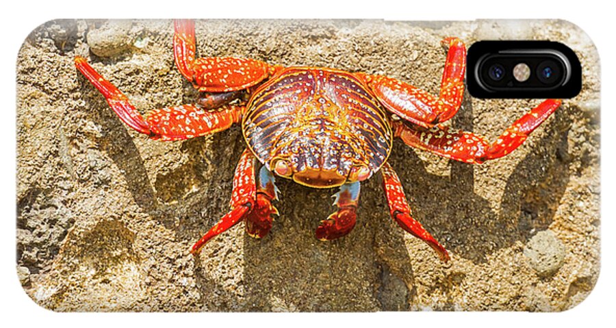 Galapagos Islands iPhone X Case featuring the photograph Sally Lightfoot crab on Galapagos Islands #6 by Marek Poplawski