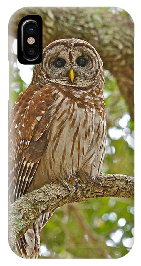 Barred Owl iPhone X Case featuring the photograph A Barred Owl by Don Mercer