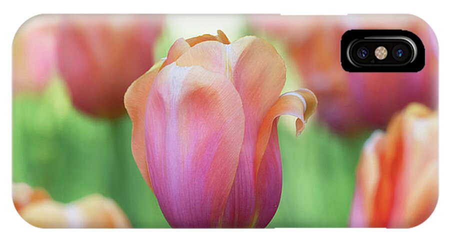 Beautiful iPhone X Case featuring the photograph A bed of tulips is a feast for the eyes. by Usha Peddamatham