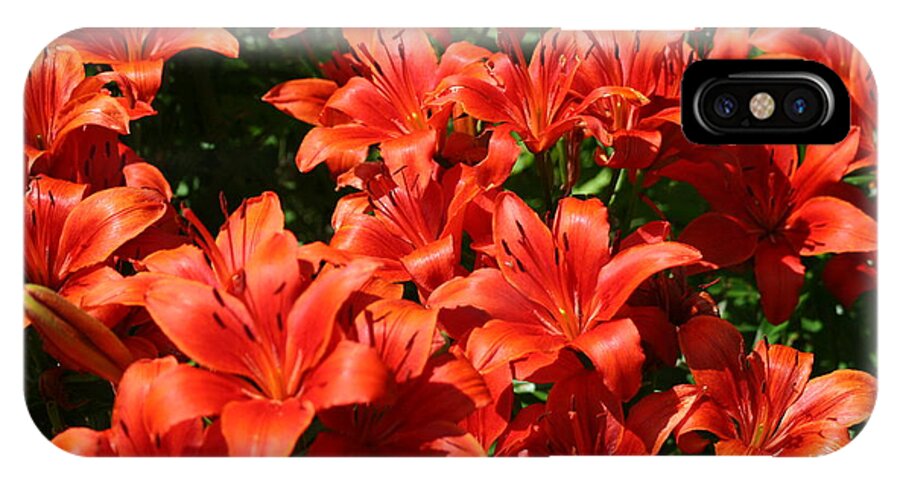 Colourful Lillies iPhone X Case featuring the photograph A burst of colour by David Barker