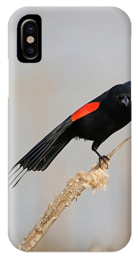 Red-winged Blackbird iPhone X Case featuring the photograph A Little Stretch by Randall Ingalls