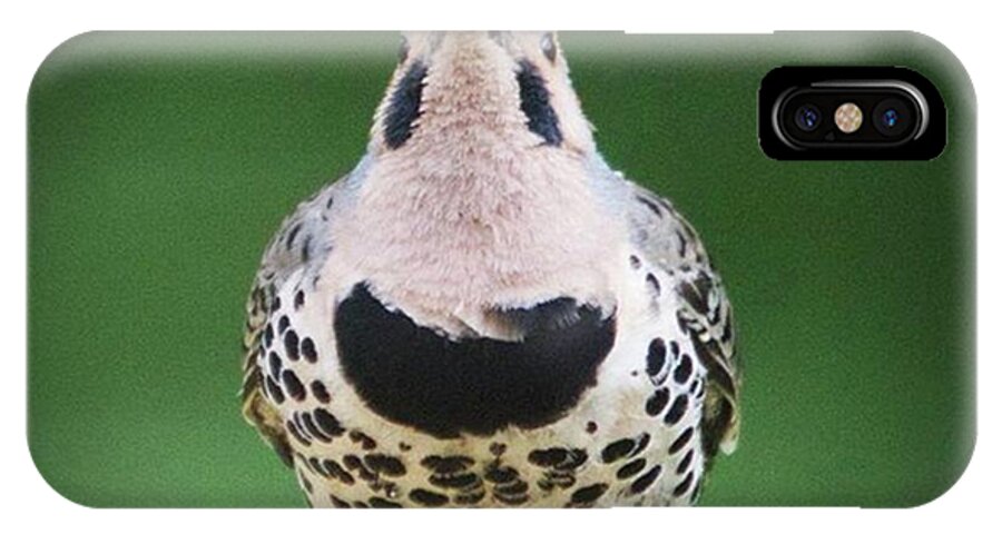 Wildlife iPhone X Case featuring the photograph A Northern Flicker Blowing Bubbles At by Hermes Fine Art