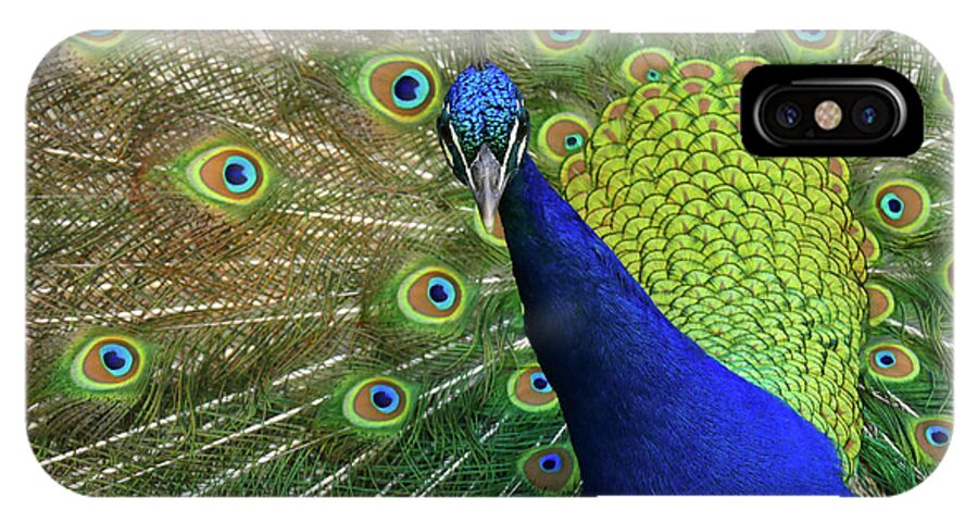 Peacock iPhone X Case featuring the photograph Admiration by Evelyn Tambour