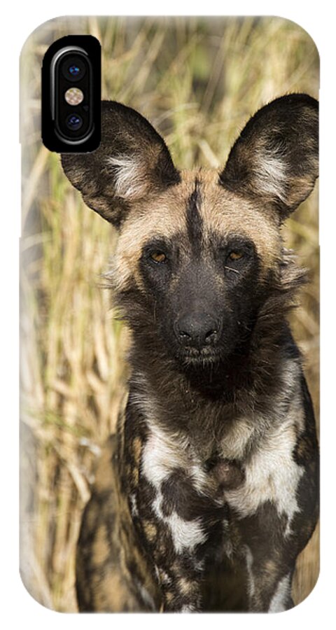 00426044 iPhone X Case featuring the photograph African Wild Dog Okavango Delta Botswana by Suzi Eszterhas