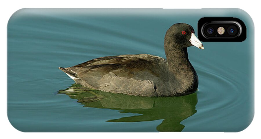 Coot iPhone X Case featuring the photograph American Coot by Paul Rebmann