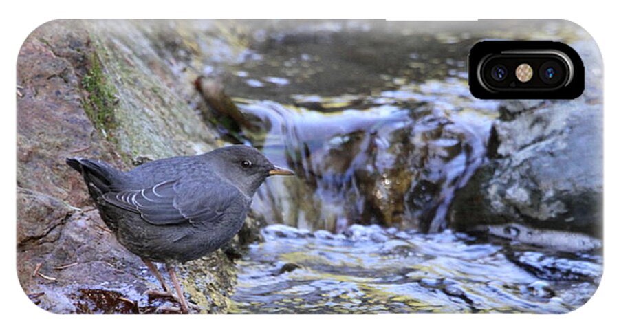 Dipper iPhone X Case featuring the photograph American Dipper by Angie Vogel