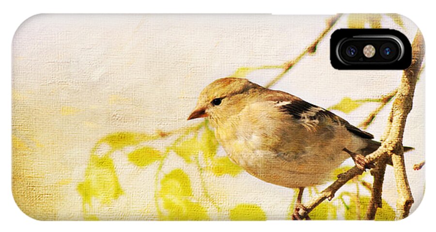 Goldfinch iPhone X Case featuring the photograph American Goldfinch by Pam Holdsworth