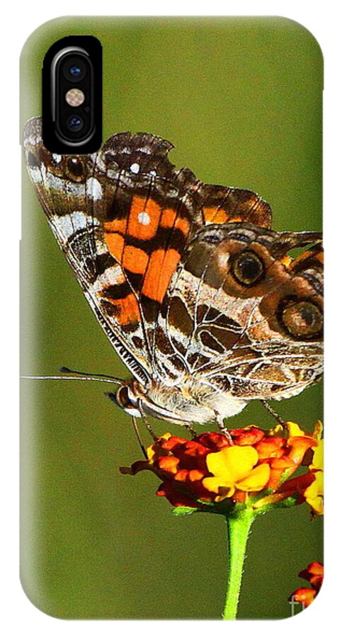 American Painted Lady iPhone X Case featuring the photograph American Painted Lady by Barbara Bowen