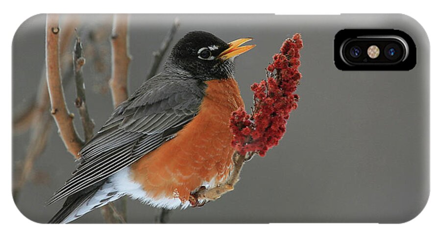 Robin iPhone X Case featuring the photograph American Robin On Sumac by Bruce J Robinson