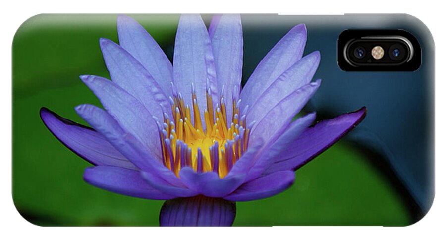 Flower iPhone X Case featuring the photograph An Awakening by Les Greenwood
