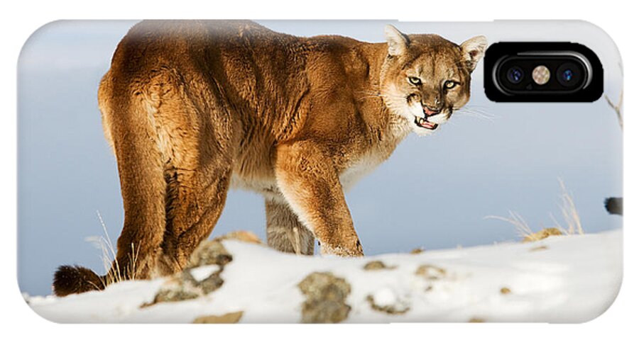 Mountain Lion iPhone X Case featuring the photograph Angry Mountain Lion by Scott Read