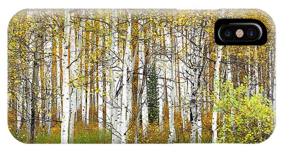 Fall iPhone X Case featuring the photograph Aspen Forest Panoramic by Tim Reaves