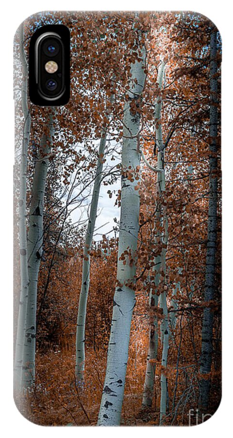 Aspen iPhone X Case featuring the photograph Aspen Trees Ryan Park Wyoming by Blake Webster