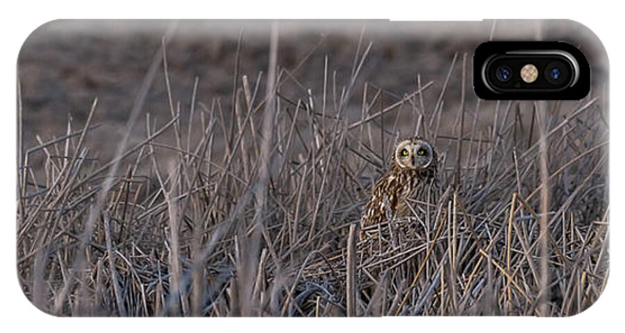 Short-eared Owl iPhone X Case featuring the photograph At Sunset by Yeates Photography