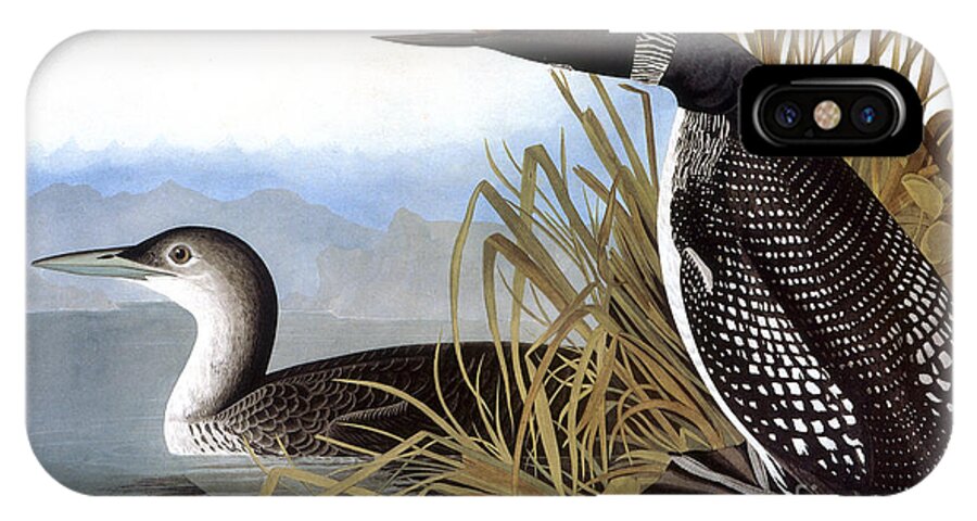 1827 iPhone X Case featuring the drawing Loon, 1827 by John James Audubon