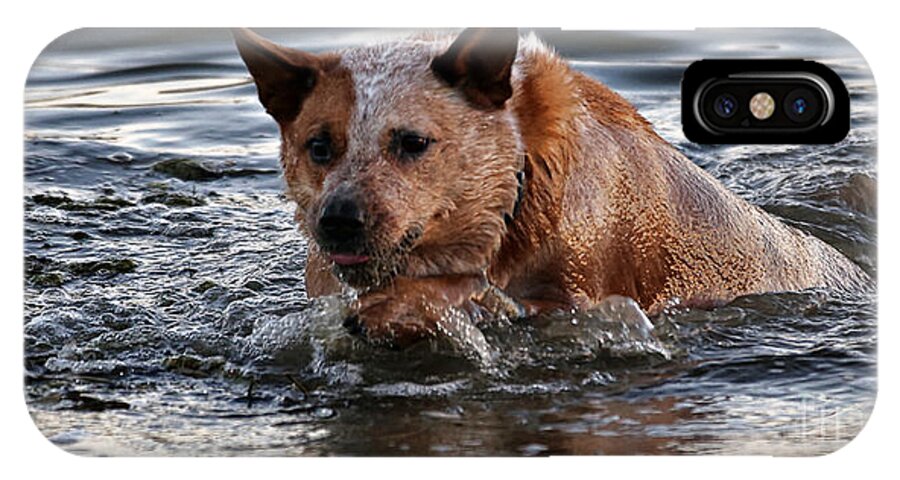 Australian Cattle Dog iPhone X Case featuring the photograph Out for a Swim by Elizabeth Winter
