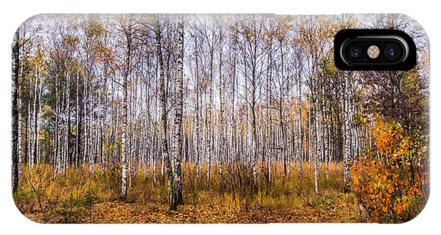 Poland iPhone X Case featuring the photograph Autumn in the Birch Grove by Dmytro Korol