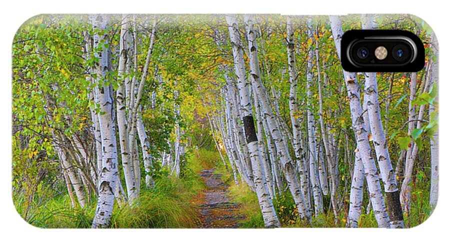 Birch iPhone X Case featuring the photograph Avenue of Birches by Nancy Dunivin