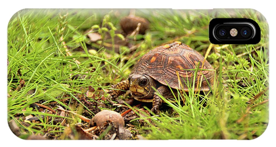 Eastern Box Turtle iPhone X Case featuring the photograph Baby Eastern Box Turtle by Kristia Adams