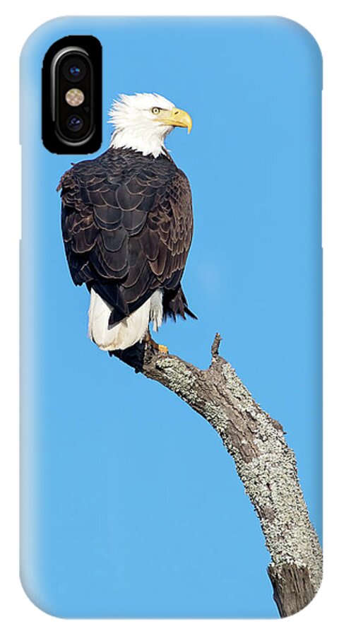 Bald Eagle iPhone X Case featuring the photograph Bald Eagle by Eilish Palmer