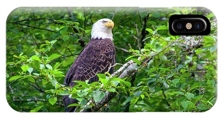 Bald Eagle iPhone X Case featuring the photograph Bald Eagle in Tree by Anthony Jones