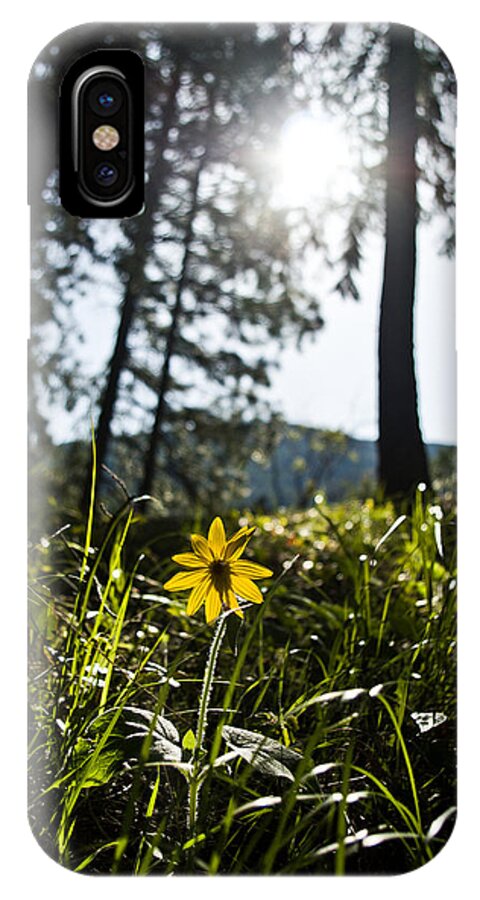 Flower iPhone X Case featuring the photograph Balsamroot by Jedediah Hohf