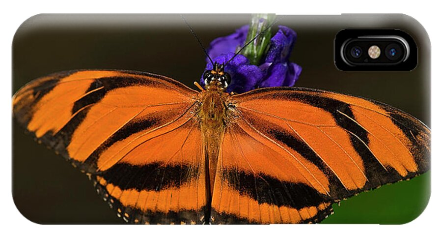 Banded Orange Butterfly iPhone X Case featuring the photograph Banded Orange Butterfly by JT Lewis