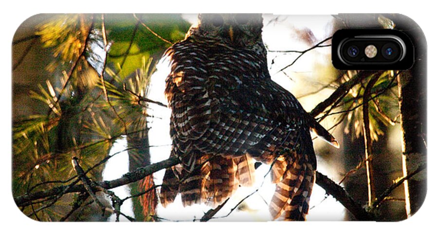 Barred Owl iPhone X Case featuring the photograph Barred Owl at Sunrise by Brent L Ander