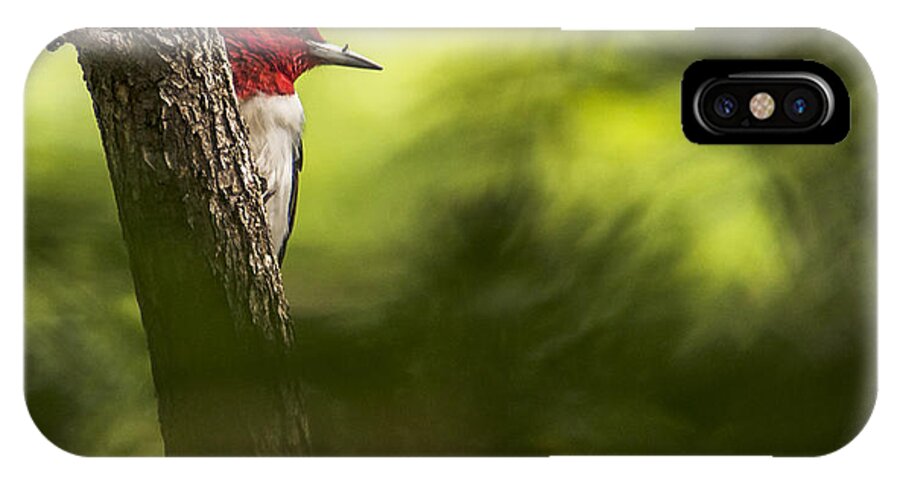 Red-headed Woodpecker iPhone X Case featuring the photograph Beauty In The Woods by Ed Peterson