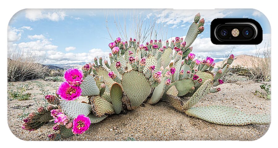 2015 iPhone X Case featuring the photograph Beavertail Cactus by Shuwen Wu
