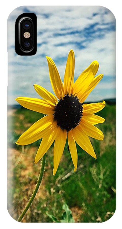 Sunflower iPhone X Case featuring the photograph Between Heaven And Earth by Brad Hodges