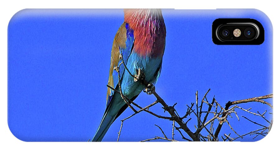 Bird iPhone X Case featuring the photograph Bird - Lilac-breasted Roller by Richard Krebs