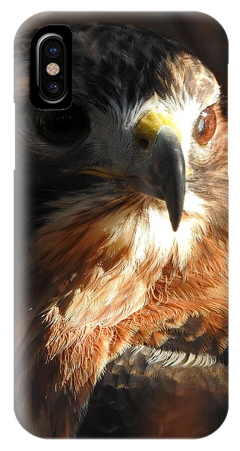 Redtail iPhone X Case featuring the photograph Bird of Mystery by Regine Brindle