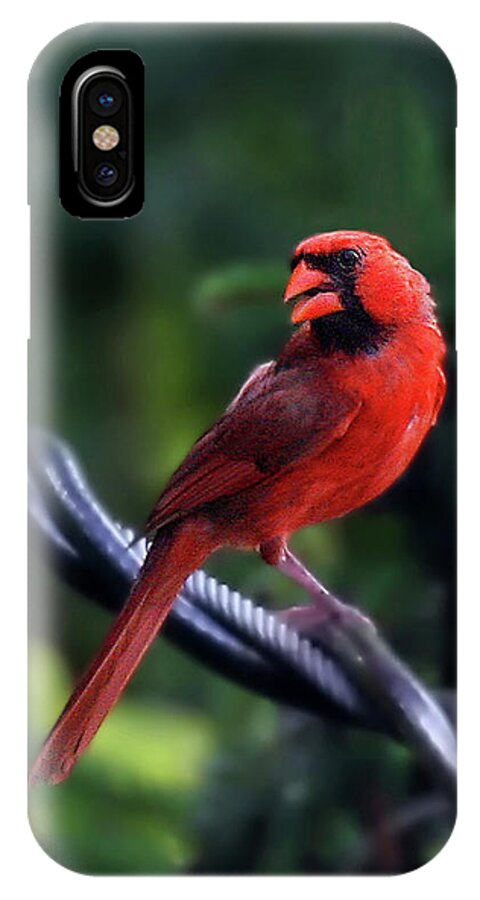 Male Cardinals iPhone X Case featuring the photograph Bird On A Wire by Geoff Crego