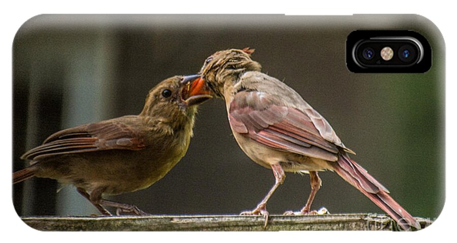 Cardinal iPhone X Case featuring the photograph Bird Parenting by Metaphor Photo