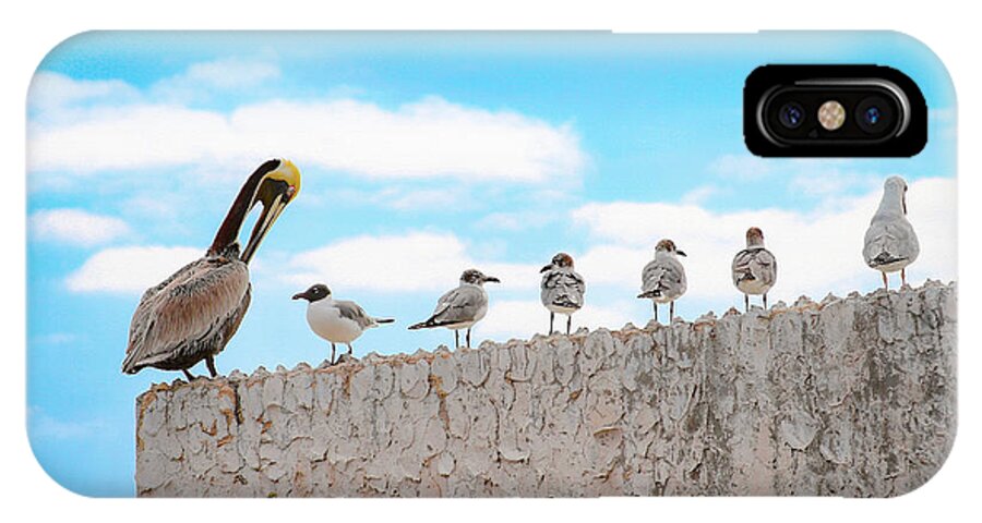 Bonnie Follett iPhone X Case featuring the photograph Birds Catching Up on News by Bonnie Follett