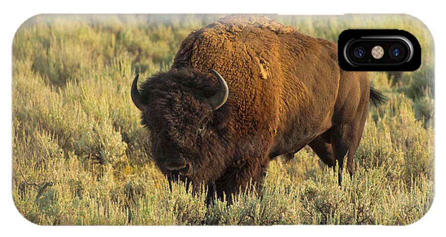 American Bison iPhone X Case featuring the photograph Bison by Sebastian Musial