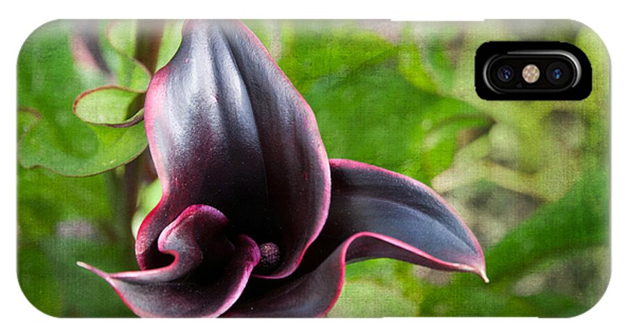 Black Calla Lily iPhone X Case featuring the photograph Black Beauty by Terri Harper