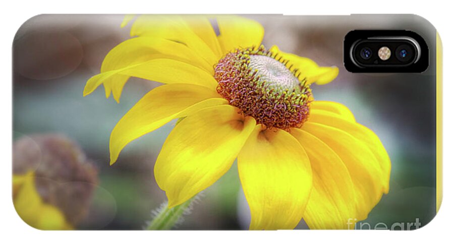 Black Eyed Susan iPhone X Case featuring the photograph Black Eyed Susan by Sharon McConnell