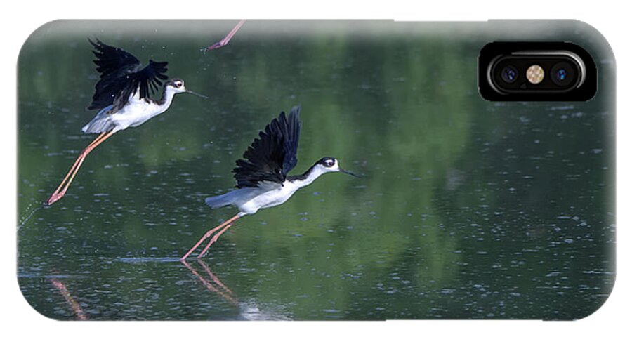 Black-necked iPhone X Case featuring the photograph Black-necked Stilts 4302-080917-2cr by Tam Ryan