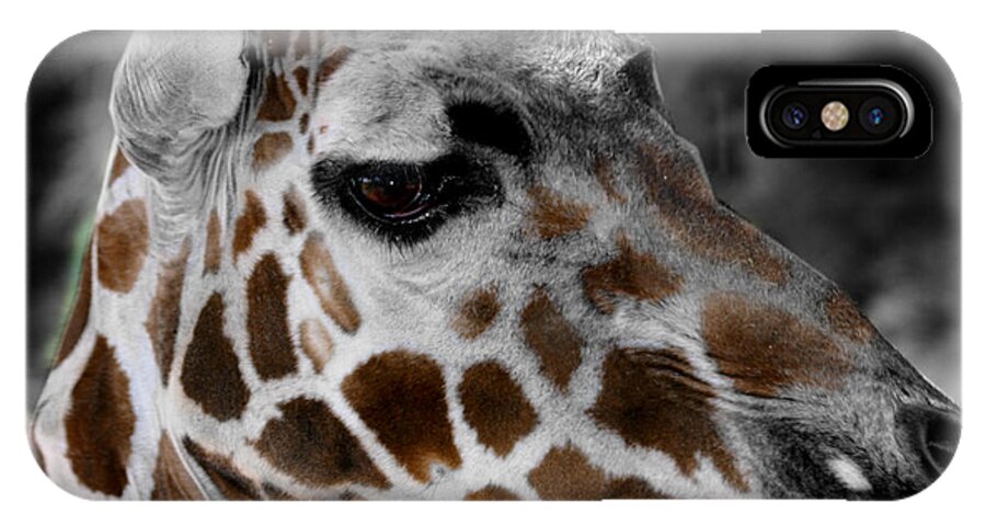 Giraffe iPhone X Case featuring the photograph Black White and Color Giraffe by Anthony Jones