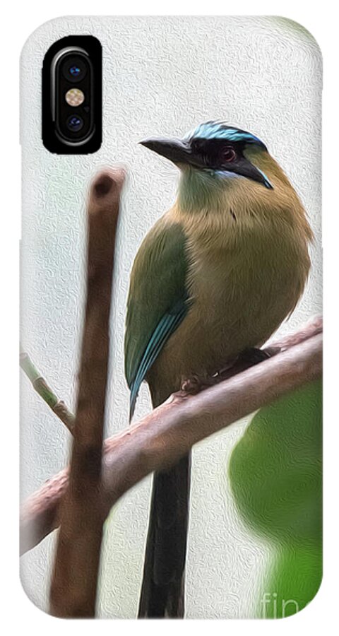 Blue iPhone X Case featuring the digital art Blue-crowned Motmot Oil by Ed Taylor
