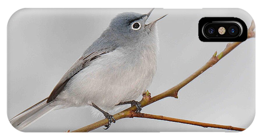 Bird iPhone X Case featuring the photograph Blue-gray Gnatcatcher by Alan Lenk