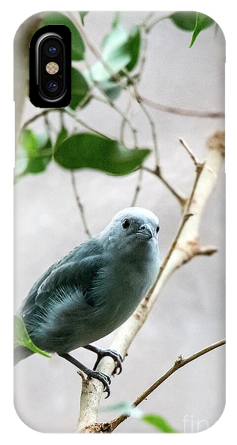 Bird iPhone X Case featuring the photograph Blue-Grey Tanager 2 by Ed Taylor