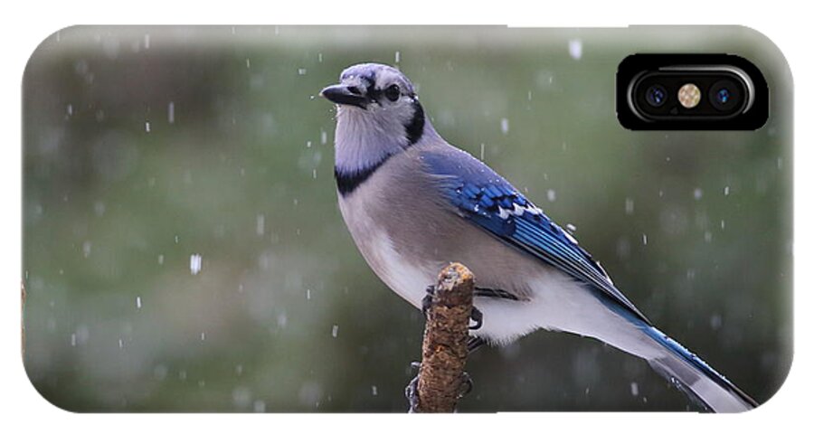 Blue Jay iPhone X Case featuring the photograph Blue Jay In Falling Snow by Daniel Reed
