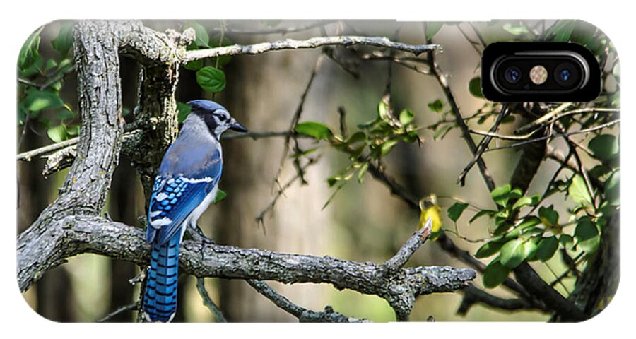 Blue Jay iPhone X Case featuring the photograph Blue Jay by Peter Ponzio